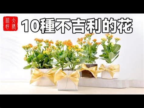 長壽花風水|【長壽花風水】長壽花風水擺放，點亮家居運勢！